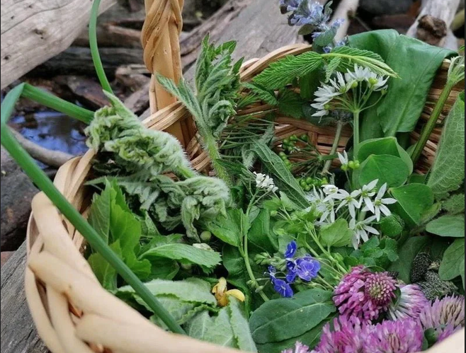 Korb gefüllt mit verschiedenen essbaren Wildkräutern.