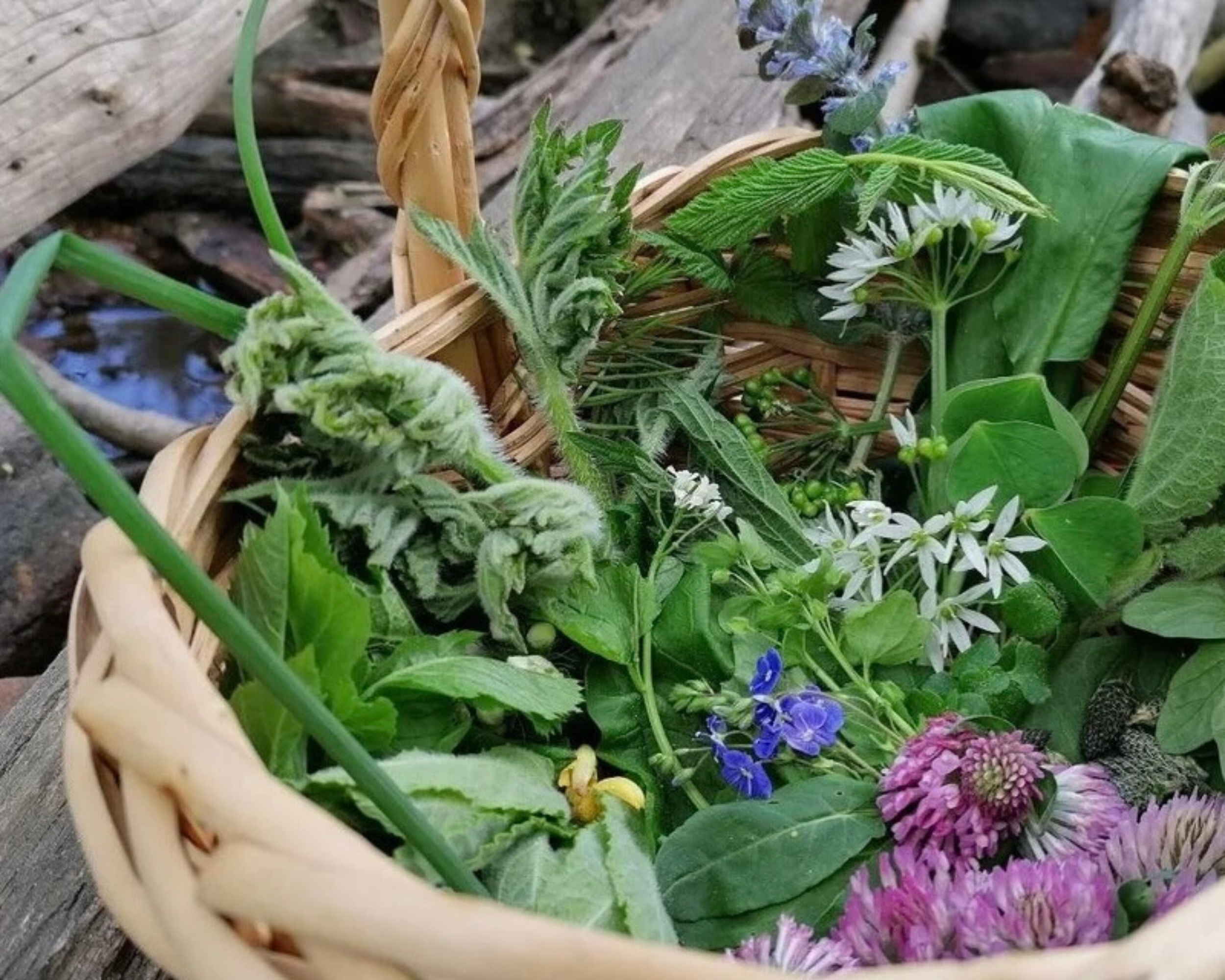 Korb mit Wildkräutern und Blumen im Freien.