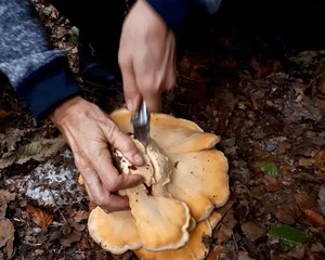 Person cutting large mushroom in forest.