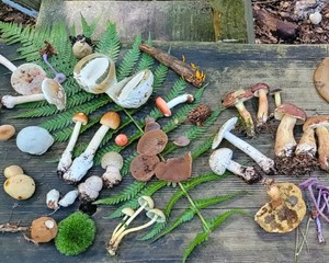 Verschiedene Pilze auf Holzbrett im Freien.