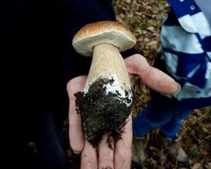 Großer Pilz in Hand im Freien gehalten.