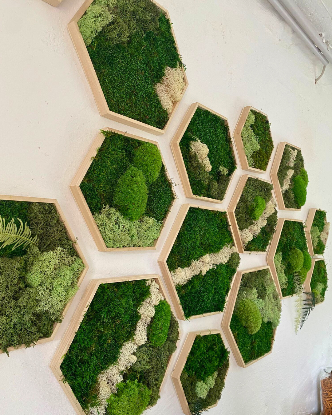 Hexagonale Moosrahmen an weißer Wand arrangiert.