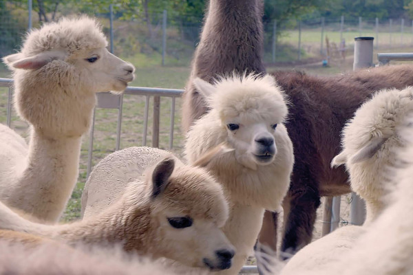 Group of alpacas standing in a pen.