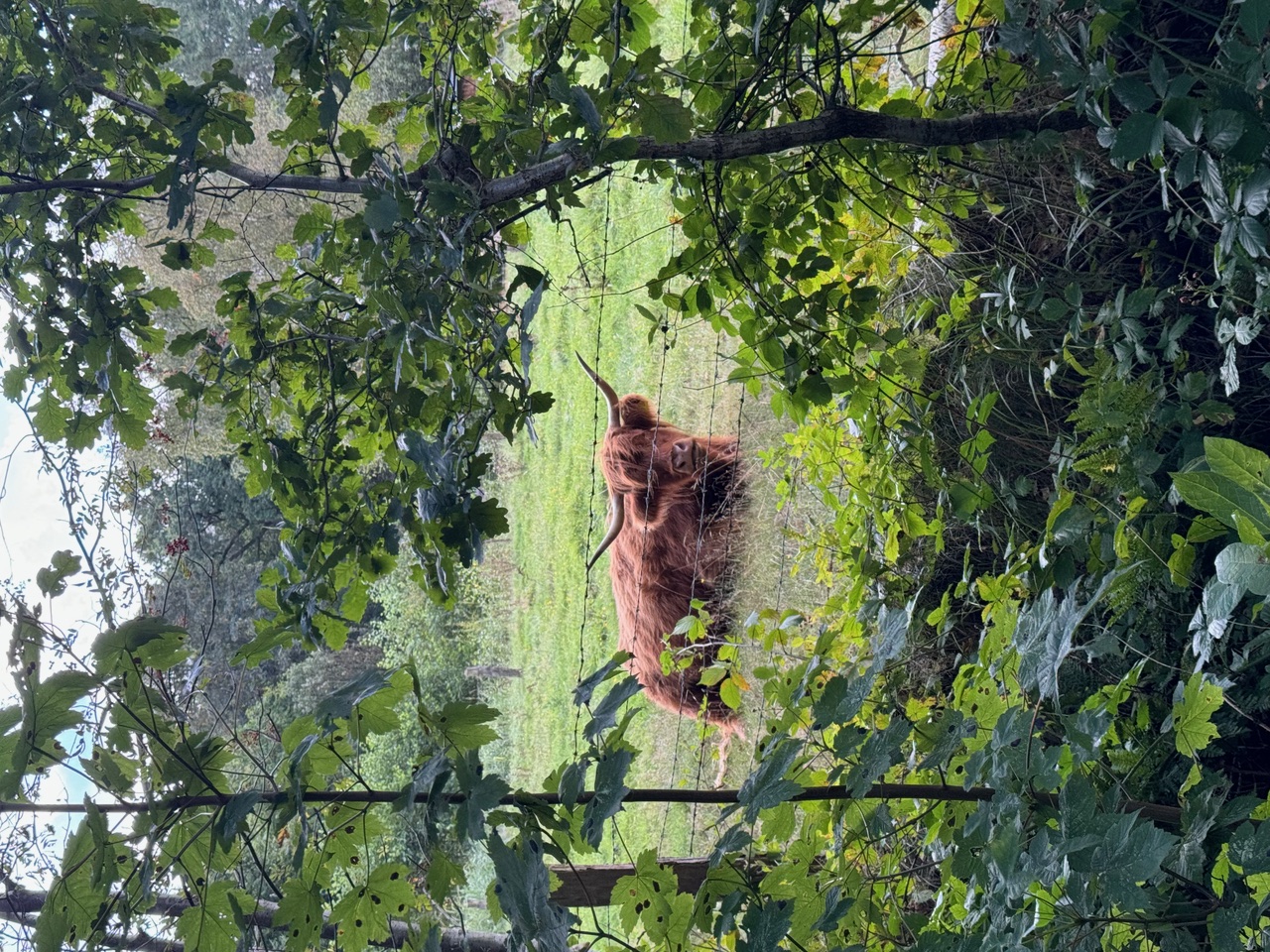 Highland-Kuh ruht auf einer Wiese.