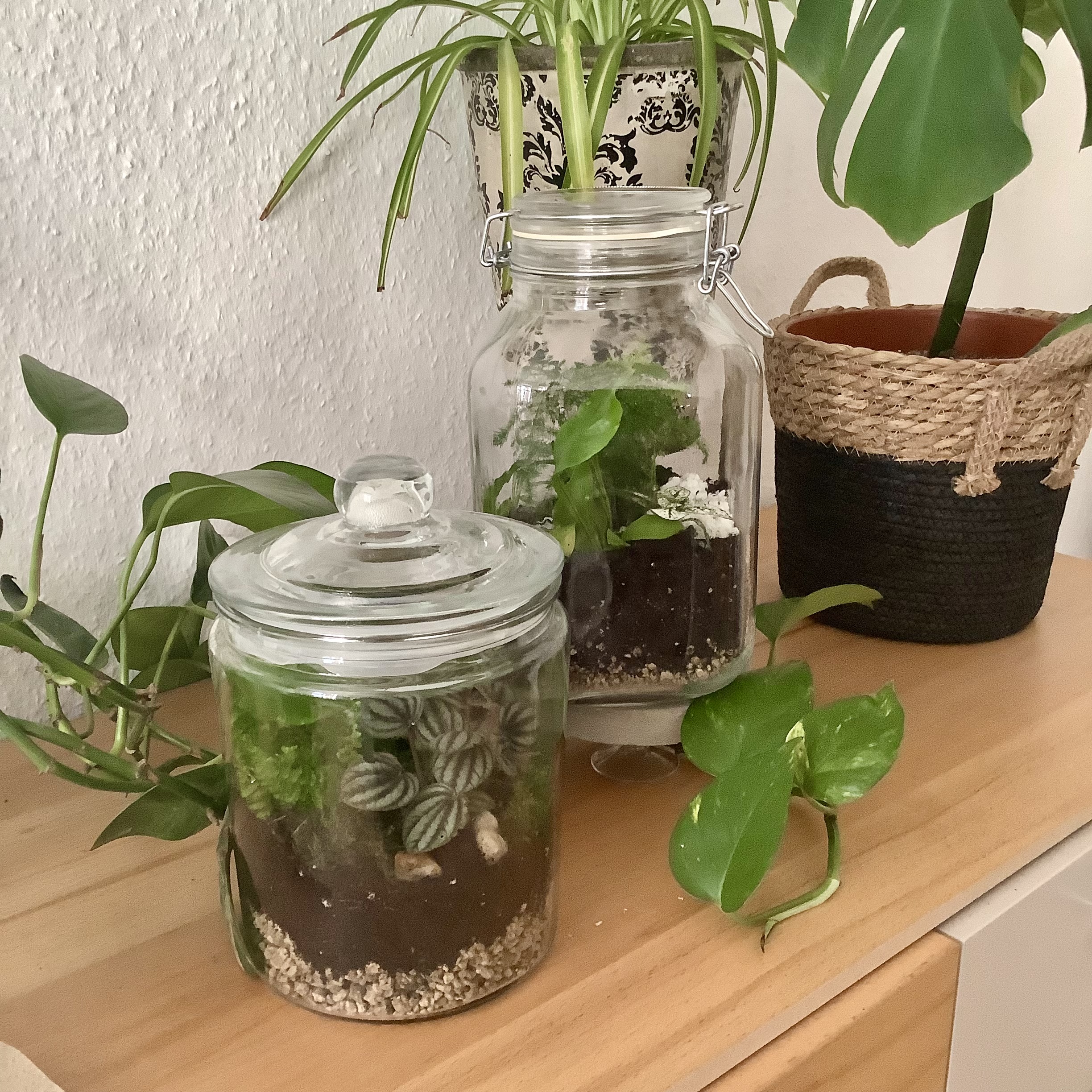 Glasgefäße mit Pflanzen auf Holzoberfläche.