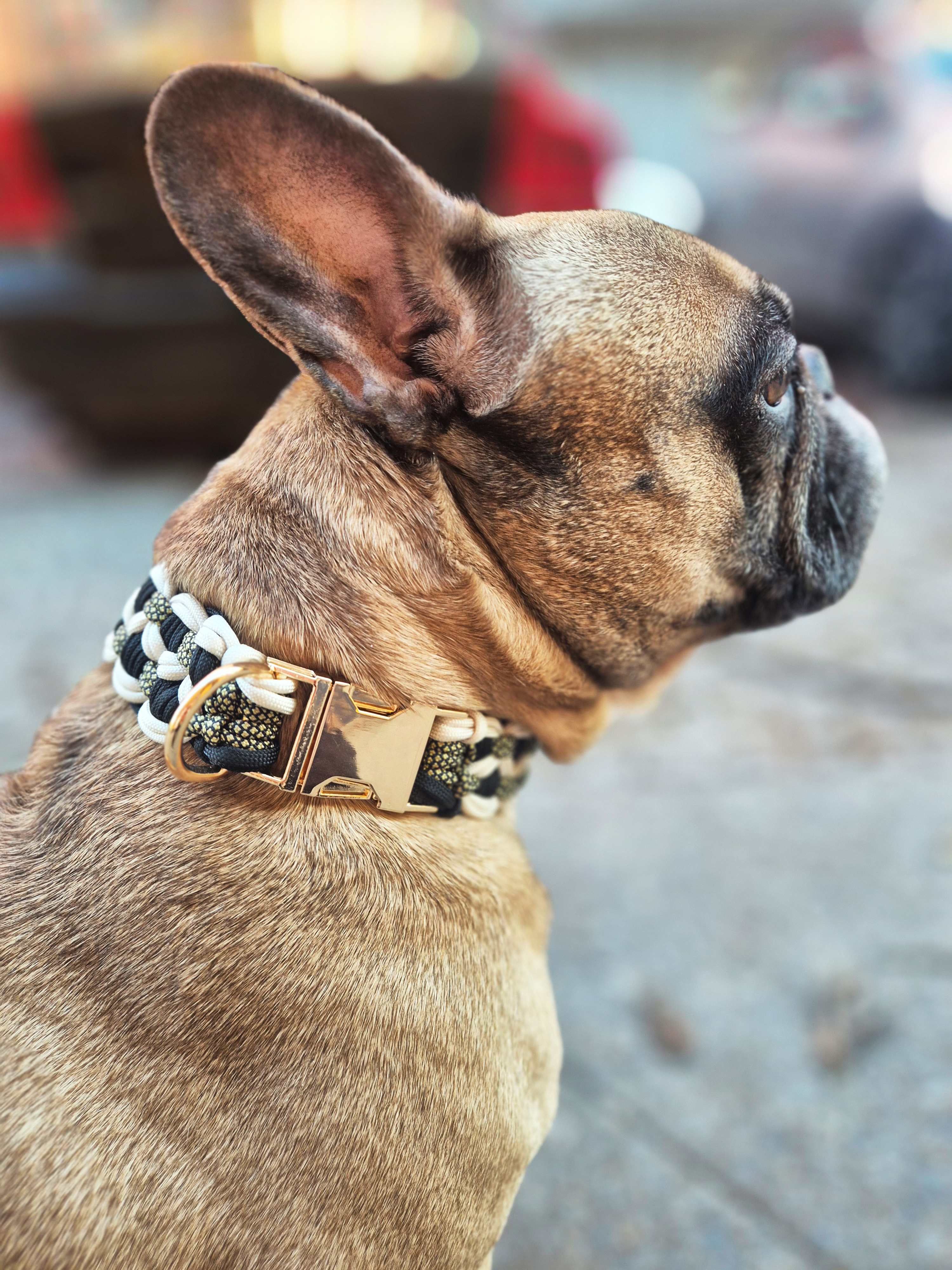 French Bulldog wearing decorative collar outdoors.