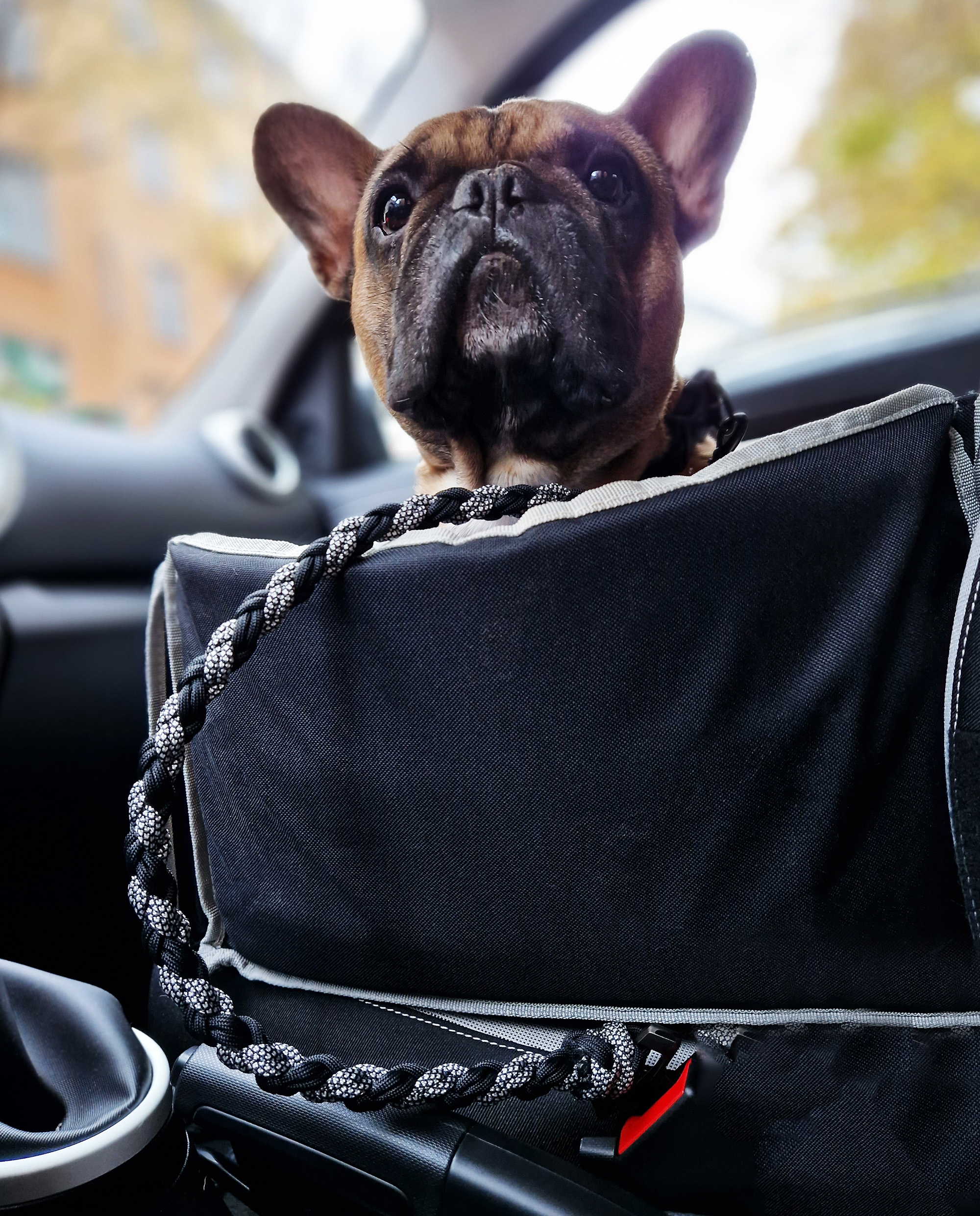 Französische Bulldogge sitzt im Autositz.
