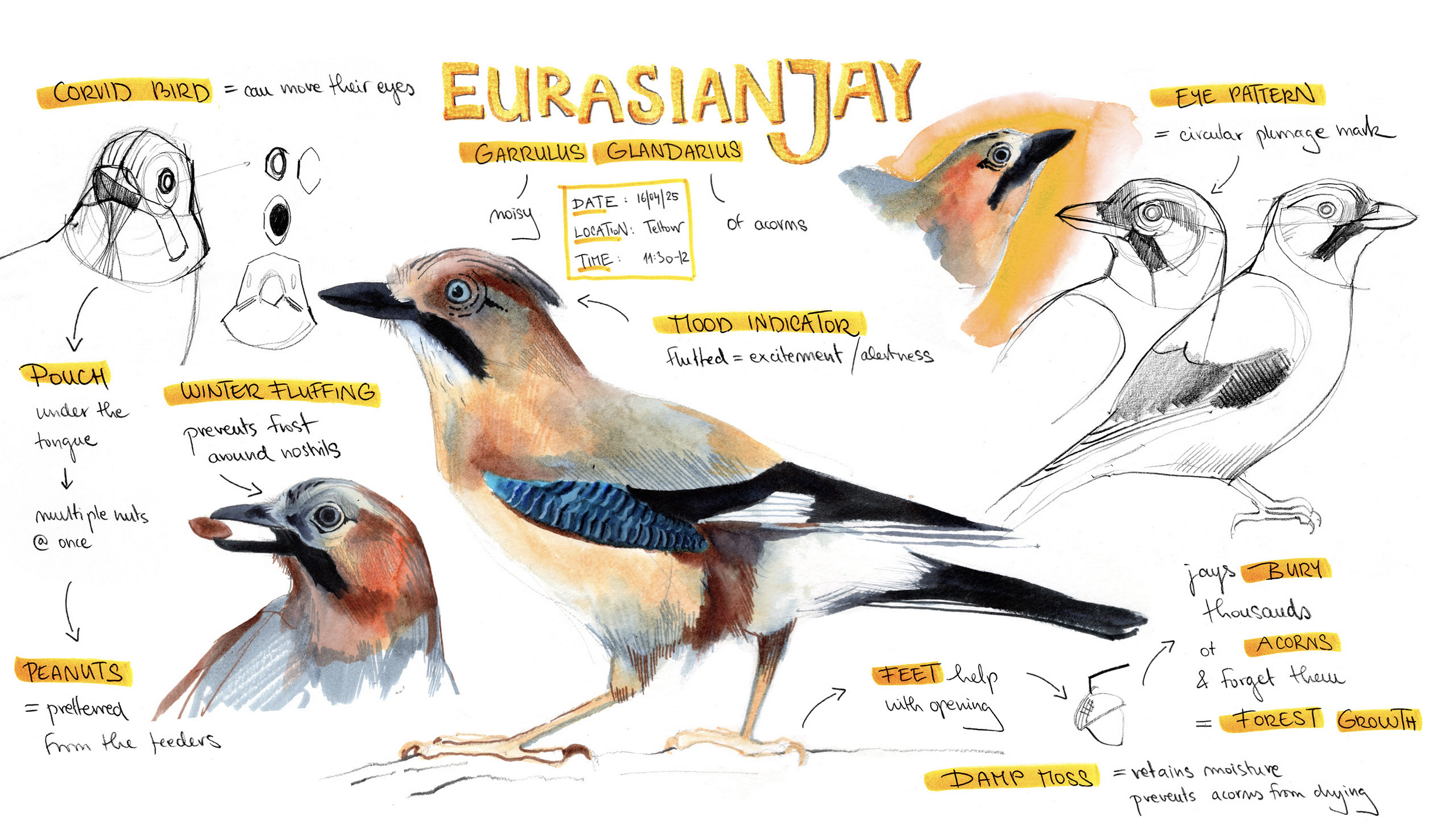 Eurasian Jay illustrated with descriptive labels.
