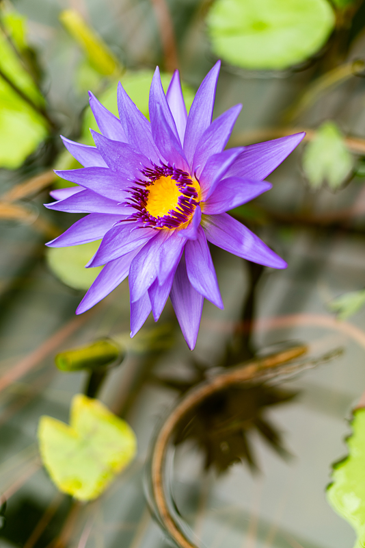 Purple blossom unfolds in water against a green background.