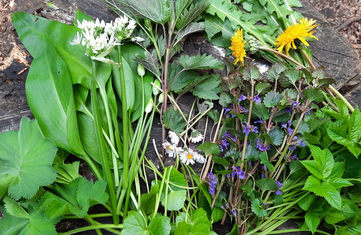 Verschiedene Wildkräuter und Blumen auf Holzoberfläche.