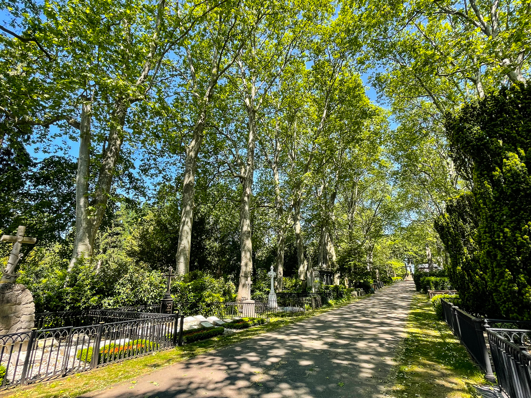 Grabsteine unter hohen Bäumen auf einem Friedhof.