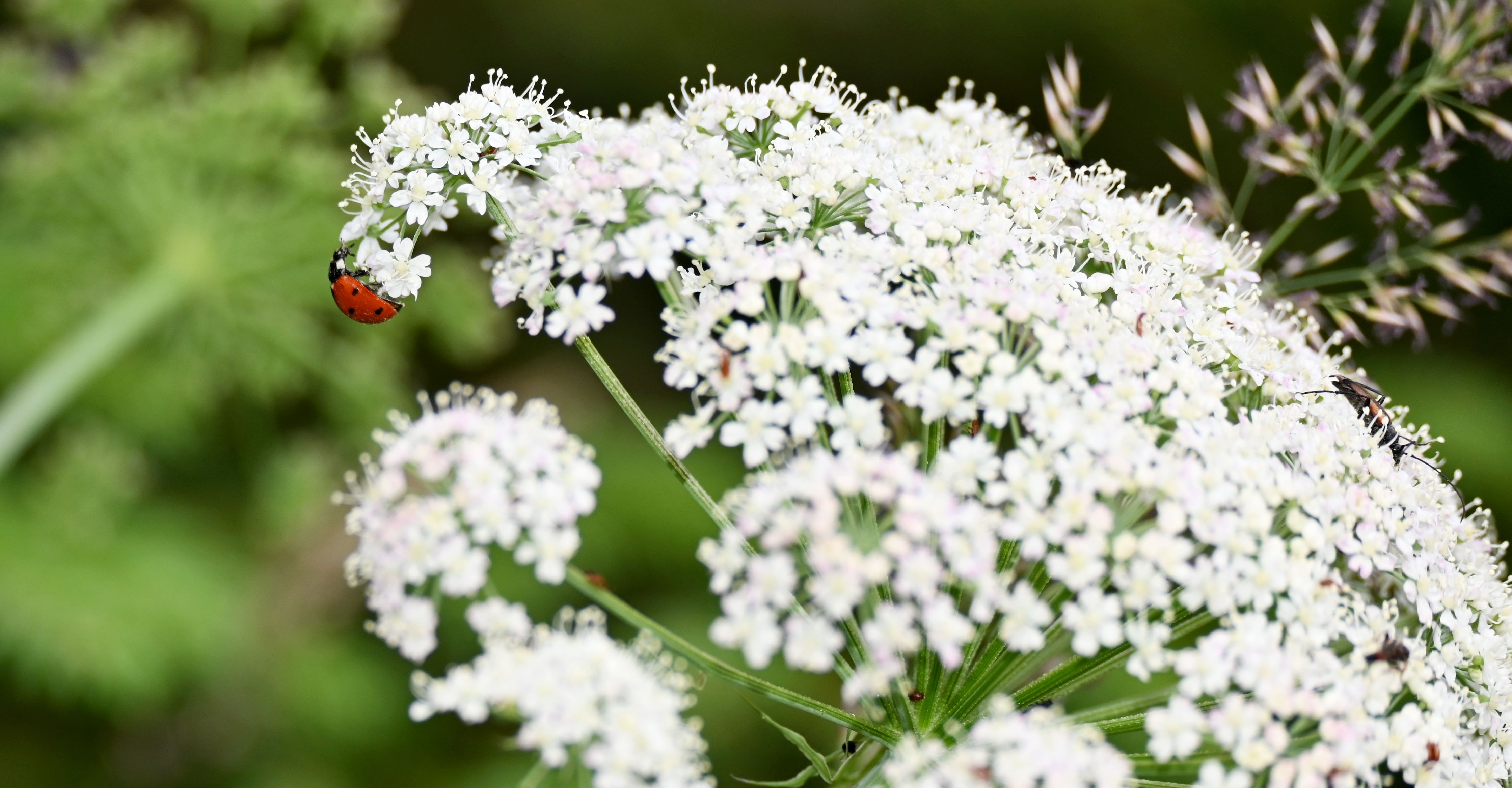 Marienkäfer krabbelt auf einer blühenden Pflanze im Freien.