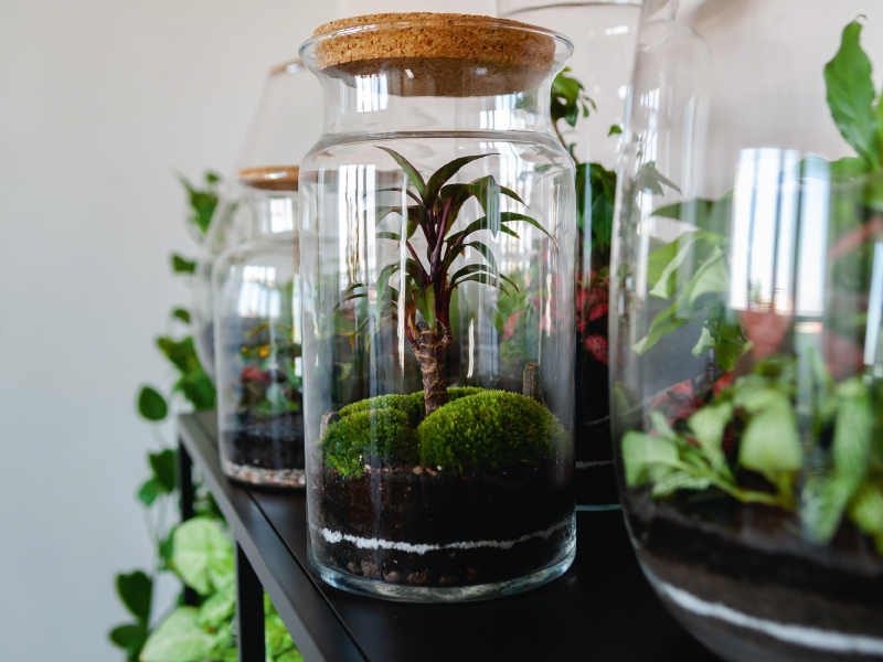 Glass container with plants that grow in live moss.