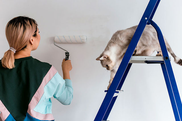 Frau streicht Wand, während Katze auf Leiter sitzt.