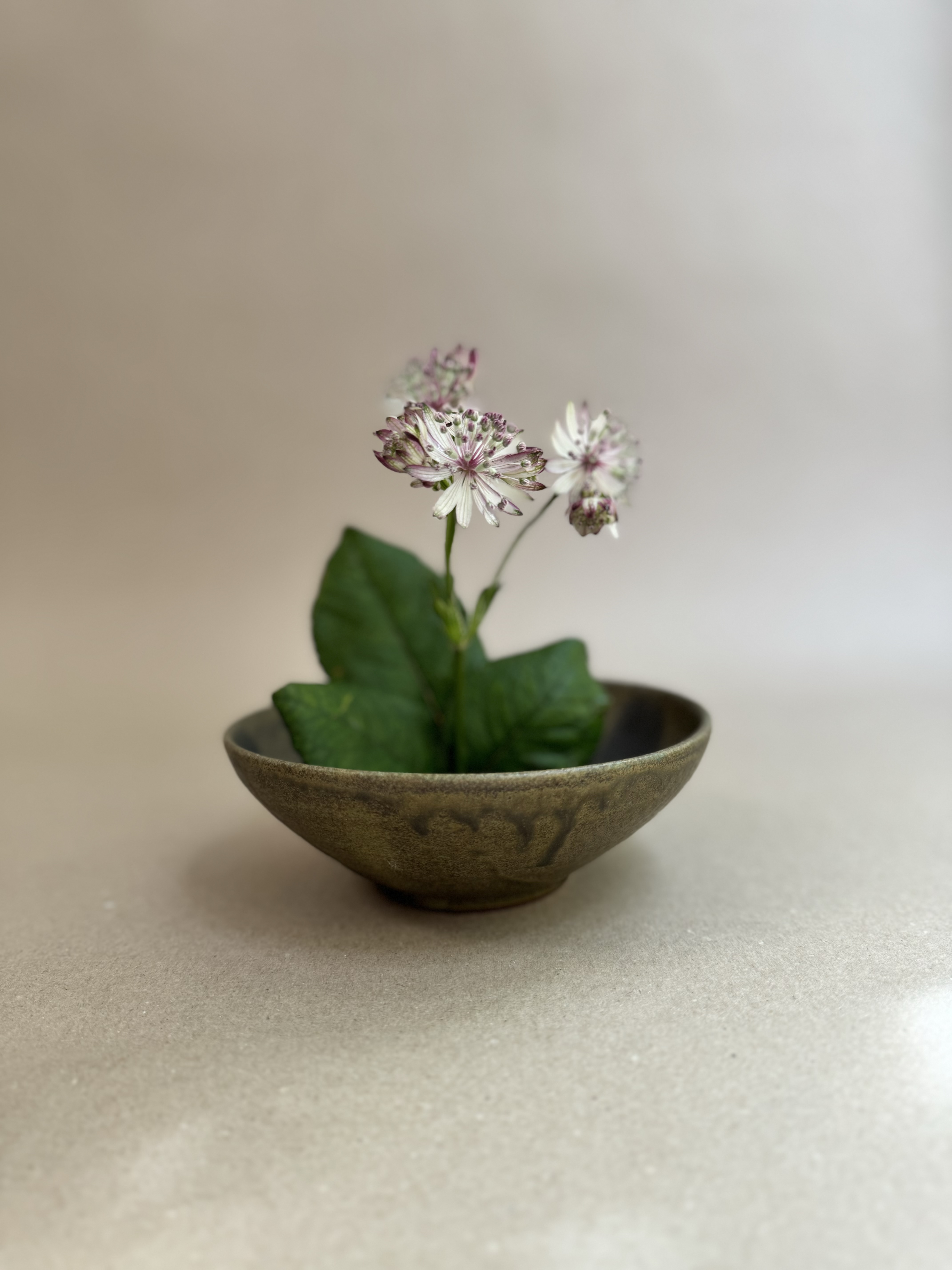 Blumen stehen in einer Schale auf einem neutralen Hintergrund.