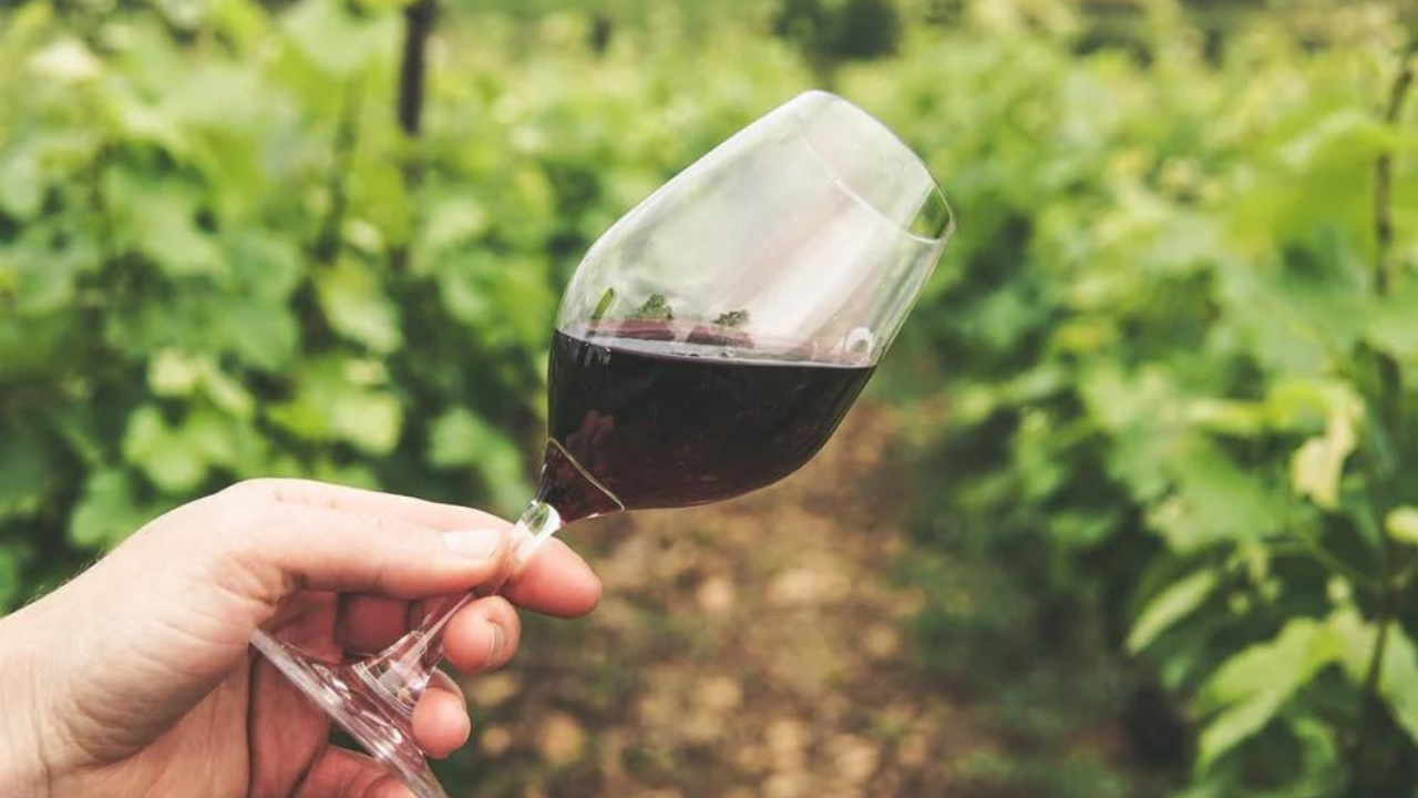 Weinglas mit Rotwein wird in einem Weinberg gehalten.