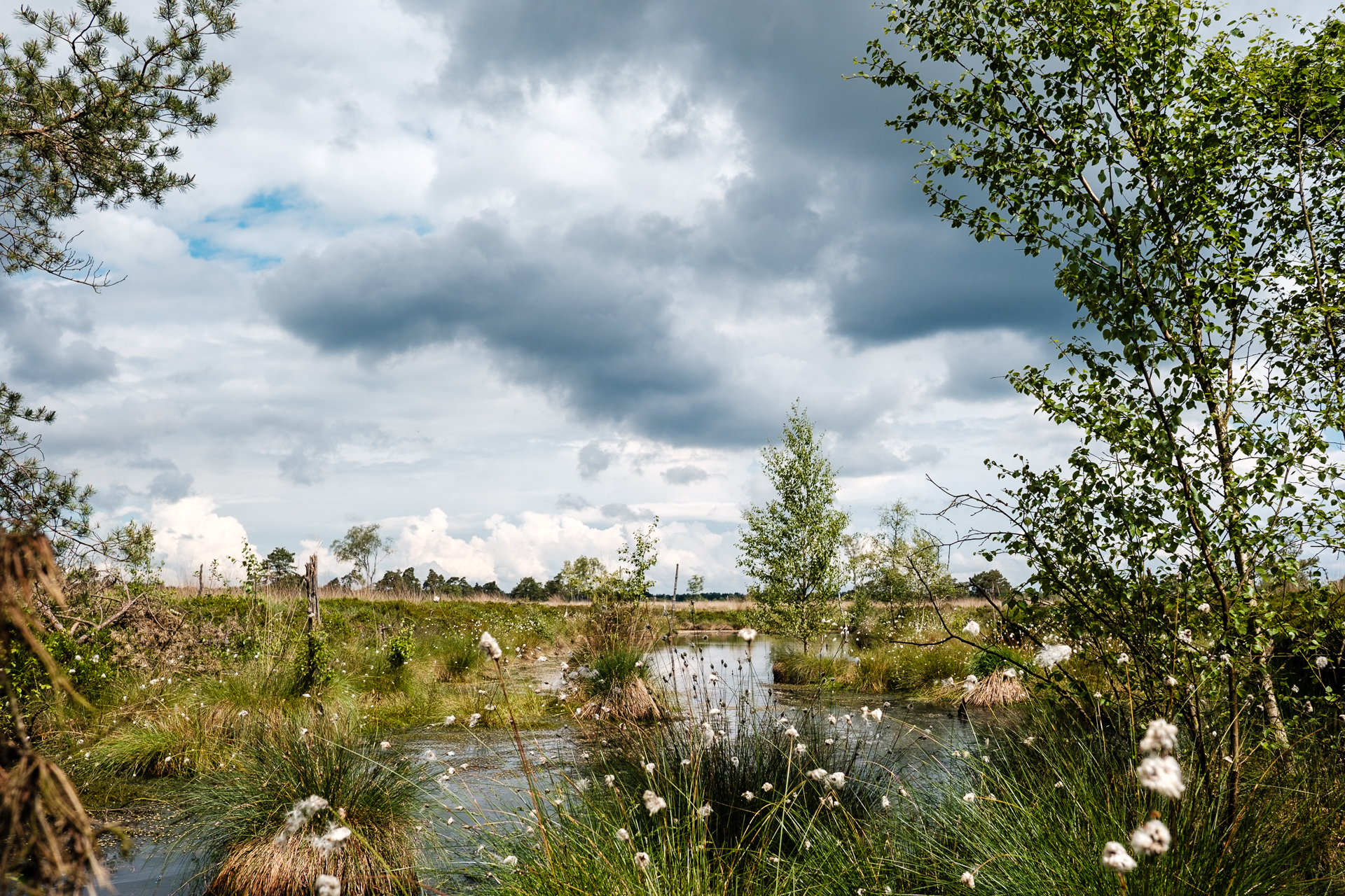 Cloudy sky over wetland with vegetation.