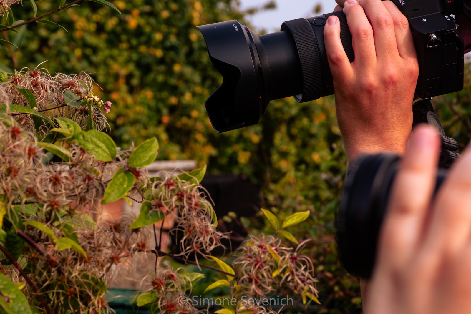 Person photographing wild plants outdoors.