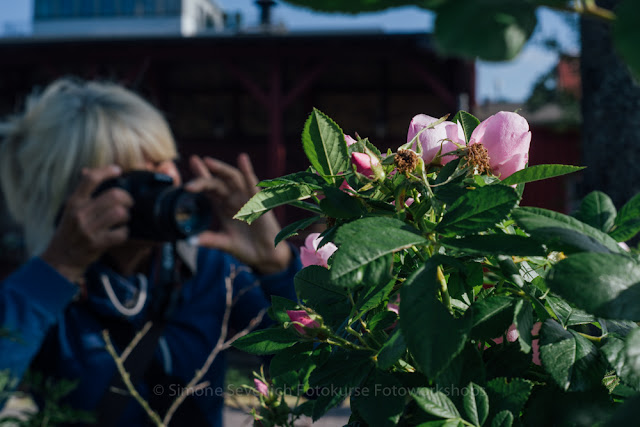 Person photographing pink flowers in garden.