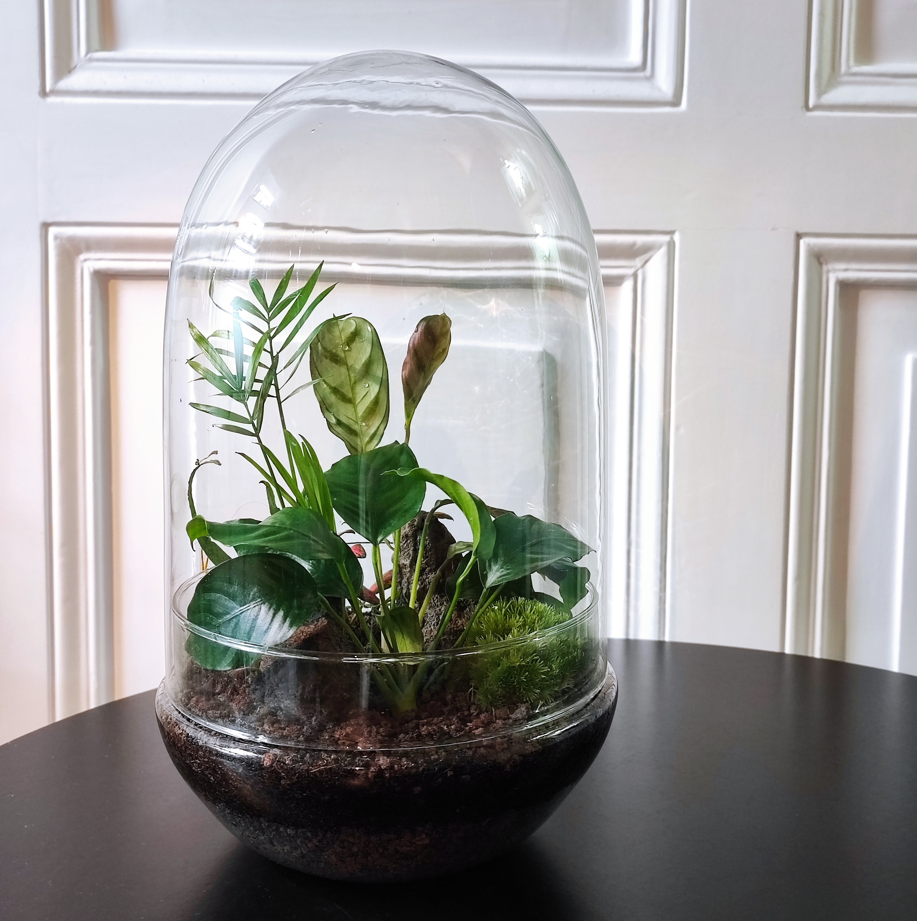 Glas-Terrarium mit Pflanzen auf Tisch.