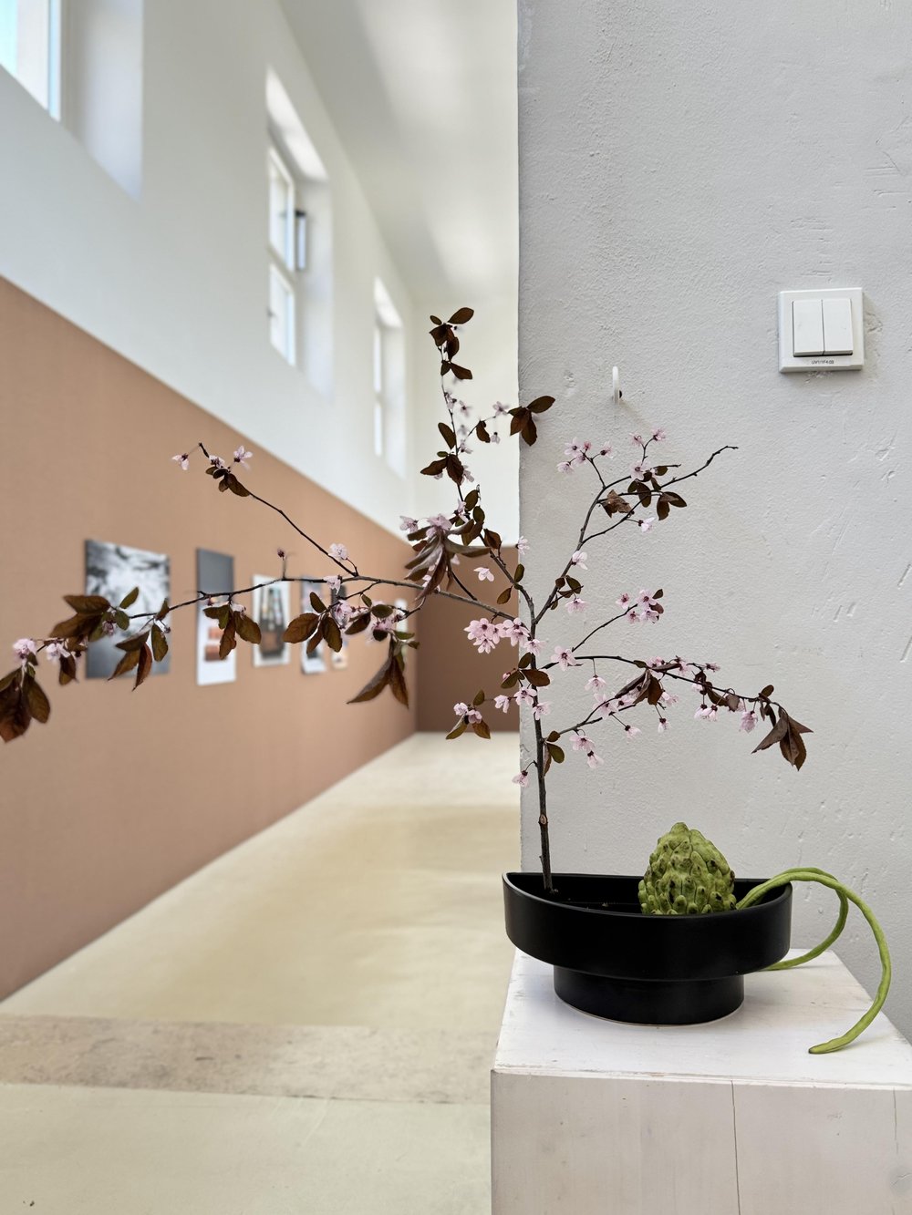 Kirschblütenzweig in Vase, Galeriehintergrund.