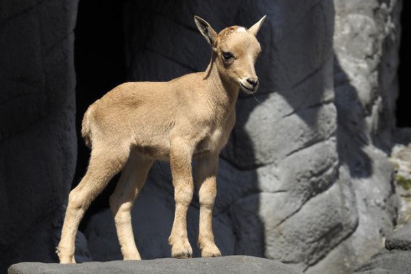 Kid stands on a rock in front of rocky surroundings.