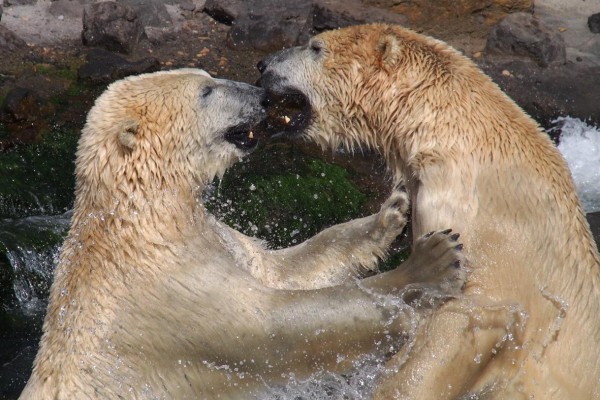 Zwei Eisbären kämpfen im Wasser, spritzen nass herum.