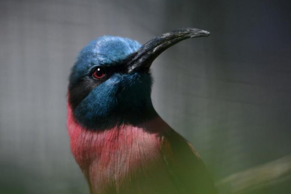 Colourful bird looks attentively from a green environment.