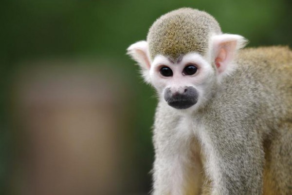 Monkey carefully observes the environment in a blurred background.