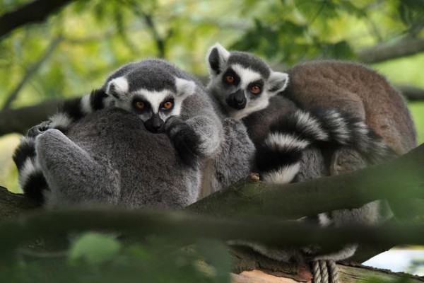 Lemuren kuscheln auf einem Ast in einem Baum.