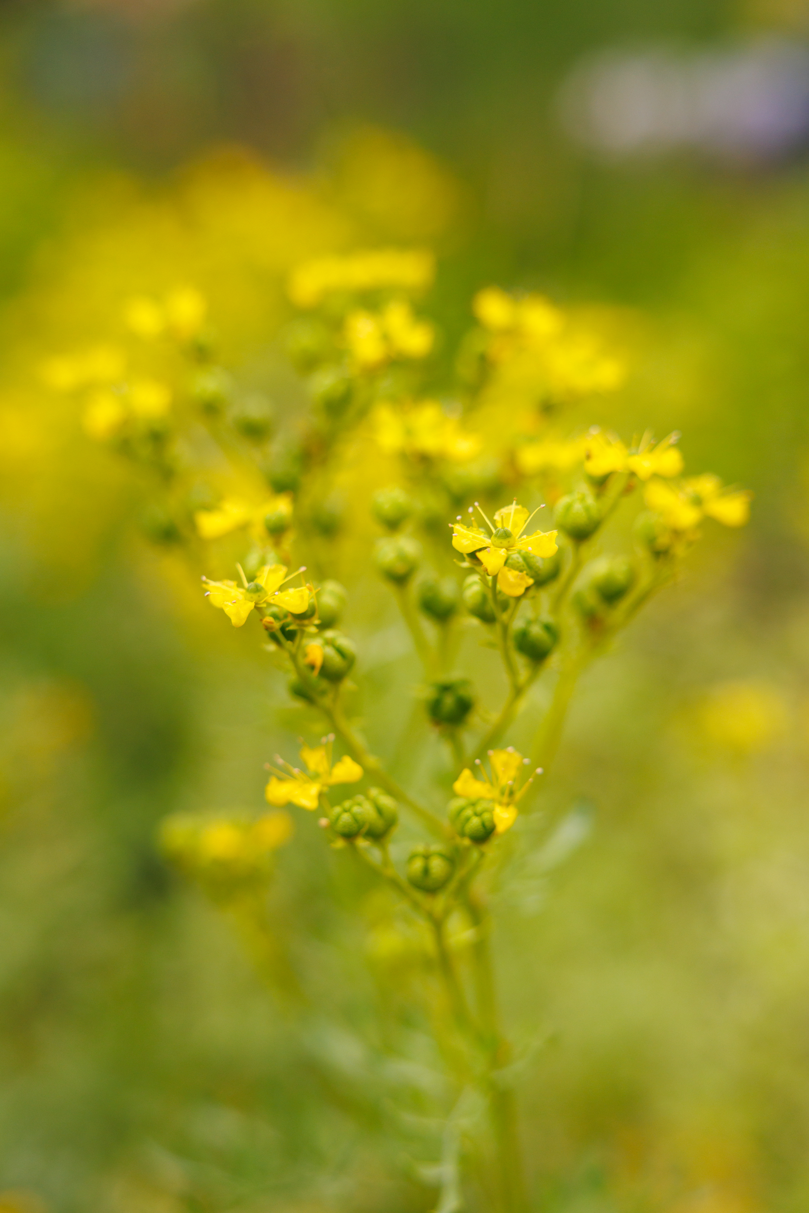 Gelbe Blumen blühen an grünen Stängeln draußen.
