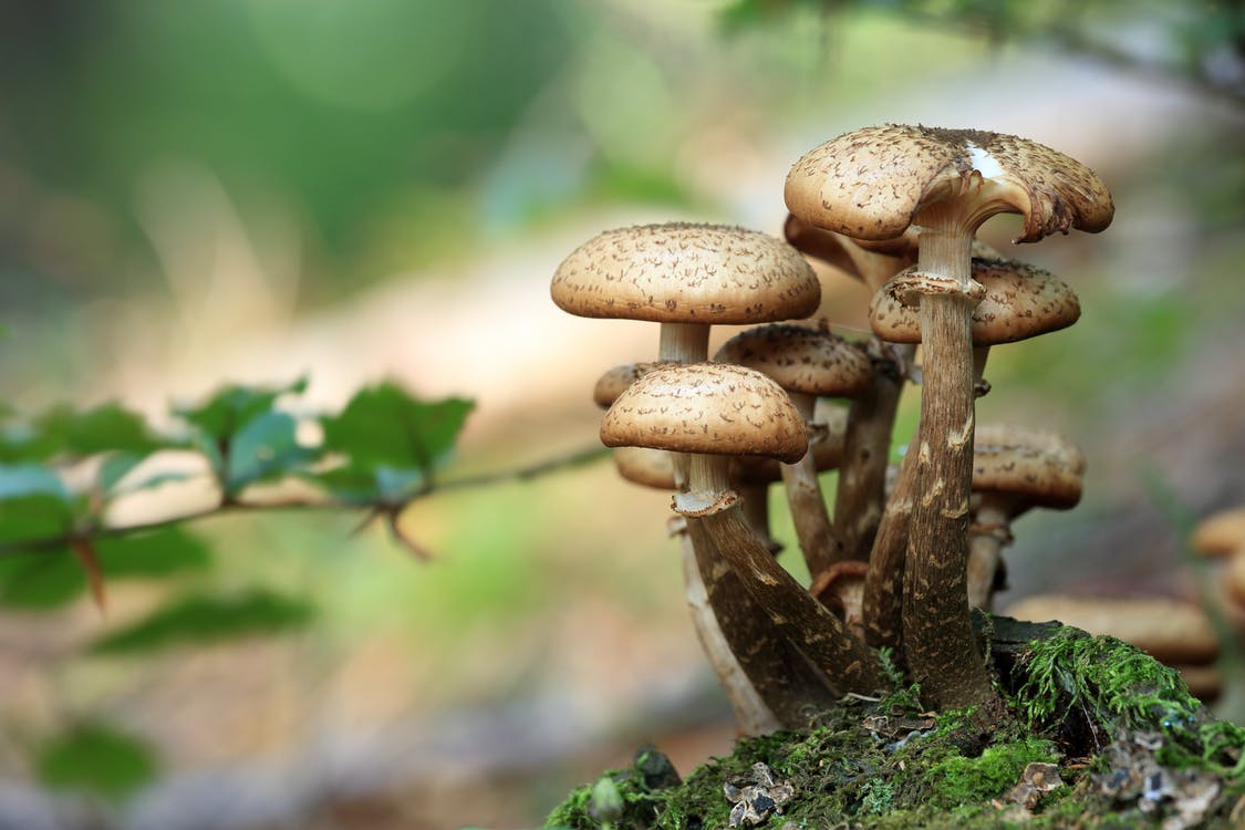 Pilze wachsen auf einem moosbedeckten Baumstumpf im Wald.